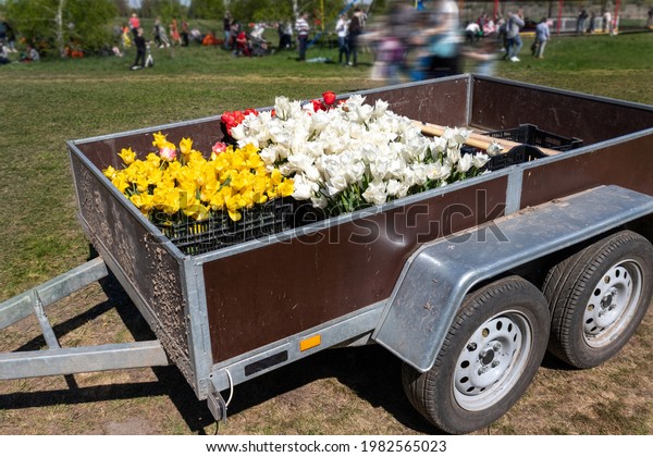 Close-up van cargo open semi-trailer full of\
multicolored bright tulip flowers with bulb for sale at\
agricultural farmland fest exhibition outdoors. Fresh plants retail\
delivery distribution