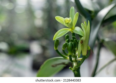 Closeup of the Vanilla flower on plantation, Vanilla in farm, vanilla fargrans (Salish) Ames, Vanilla Planifolia