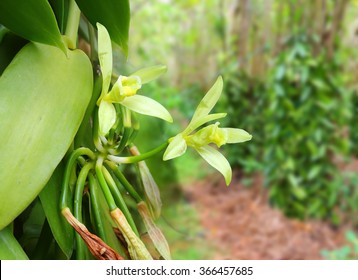 Vanilla Orchid Images Stock Photos Vectors Shutterstock