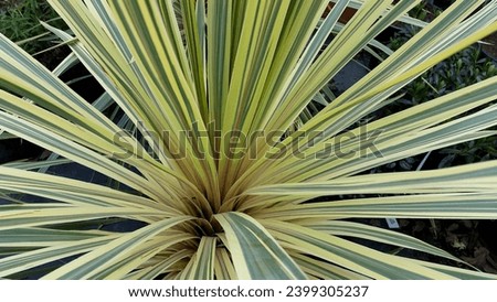 Close-up of variegated foliage of Cabbage Tree Cordyline australis 'Torbay Dazzler'