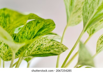 Closeup Of A Variegated Marble Queen Pothos Also Called Devil's Ivy Plant