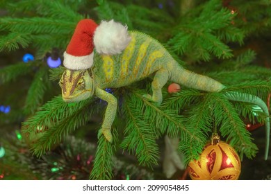 Close  up Veiled chameleon (Chamaeleo calyptratus) in red cap sits Christmas tree  Chameleon in santa claus cap sits the christmas tree