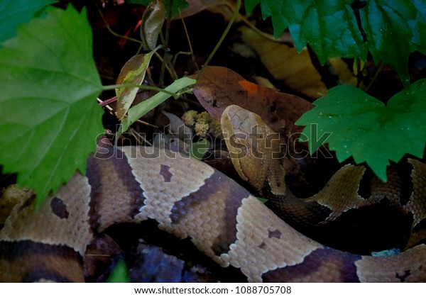 Closeup Venomous Copperhead Snake Blends Foliage Stock Photo (Edit Now ...