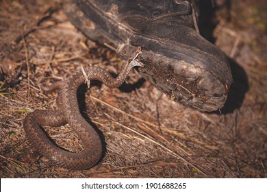 A Closeup Of A Venomous Snake That Gnaws At A Man's Boot With Venomous Teeth. The Common Viper, A Dangerous Poisonous Snake, Lives In The European Part.