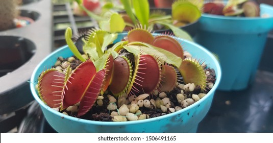 closeup venus flytrap, carnivorous plant in the pot, plant that eats insects