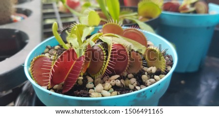 closeup venus flytrap, carnivorous plant in the pot, plant that eats insects
