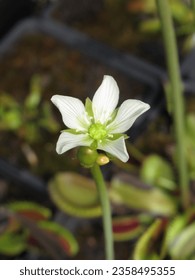 Close-up of a Venus flytrap (Dionaea muscipula) flower