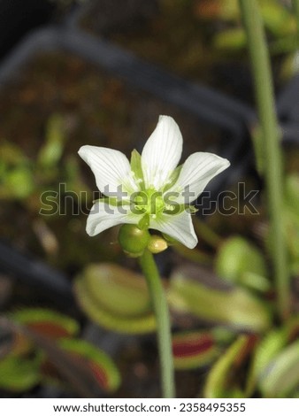Close-up of a Venus flytrap (Dionaea muscipula) flower
