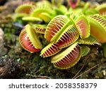 Closeup Venus flytrap ,Insectivorous plants ,Low Giant ,Dionaea muscipula ,needle-like-teeth ,venus fly catcher ,Cook