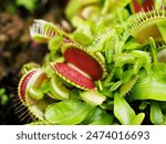 Closeup Venus flytrap ,Insectivorous plants ,Low Giant ,Dionaea muscipula ,needle-like-teeth ,venus fly catcher ,Cook