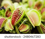 Closeup Venus flytrap ,Insectivorous plants ,Low Giant ,Dionaea muscipula ,needle-like-teeth ,venus fly catcher ,Cook