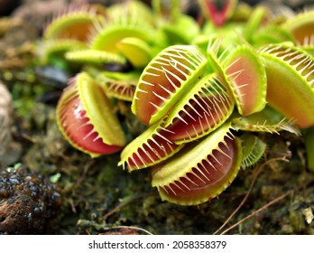 Closeup Venus flytrap ,Insectivorous plants ,Low Giant ,Dionaea muscipula ,needle-like-teeth ,venus fly catcher ,Cook's Carnivorous  - Shutterstock ID 2058358379