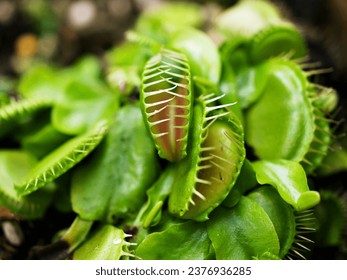 Closeup Venus flytrap ,Insectivorous plants ,Low Giant ,Dionaea muscipula ,needle-like-teeth ,venus fly catcher ,Cook's Carnivorous 