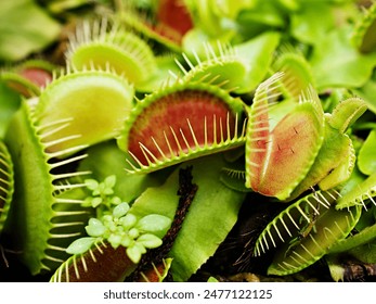 Closeup Venus flytrap ,Insectivorous plants ,Low Giant ,Dionaea muscipula ,needle-like-teeth ,venus fly catcher ,Cook's Carnivorous 