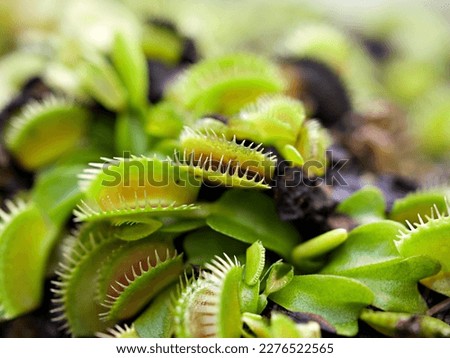 Closeup Venus flytrap ,Insectivorous plants ,Low Giant ,Dionaea muscipula ,needle-like-teeth ,venus fly catcher ,Cook's Carnivorous 