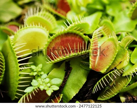 Closeup Venus flytrap ,Insectivorous plants ,Low Giant ,Dionaea muscipula ,needle-like-teeth ,venus fly catcher ,Cook's Carnivorous 