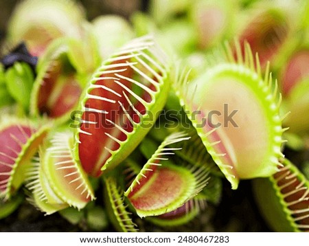 Closeup Venus flytrap ,Insectivorous plants ,Low Giant ,Dionaea muscipula ,needle-like-teeth ,venus fly catcher ,Cook's Carnivorous 