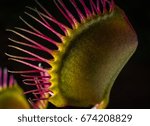 A closeup of a venus flytrap with its jaws closed after capturing its prey