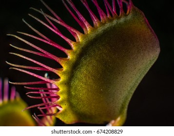 A closeup of a venus flytrap with its jaws closed after capturing its prey