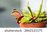 Close-up of a Venus flytrap plant with a fly hovering above its open jaws, showcasing vibrant green leaves and red inner traps in a terracotta pot