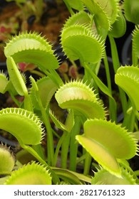 Close-up of Venus flytrap traps, nature’s ingenious mechanisms poised to capture prey - a remarkable carnivorous adaptation shaped by evolution, survival, and time.