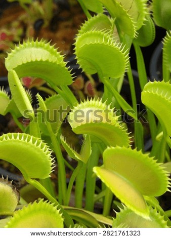 Close-up of Venus flytrap traps, nature’s ingenious mechanisms poised to capture prey - a remarkable carnivorous adaptation shaped by evolution, survival, and time.