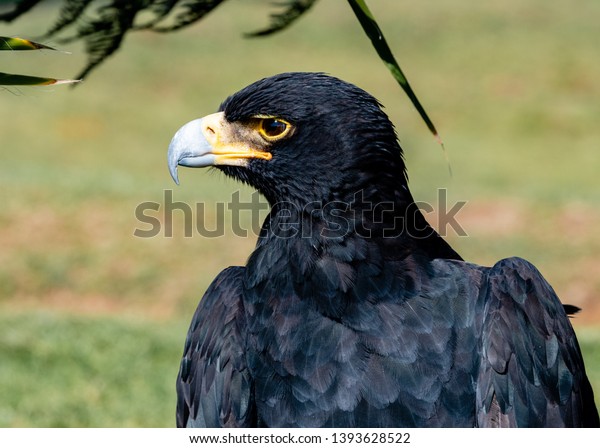 Closeup of a Verreaux\'s eagle, also known as a\
Black Eagle.