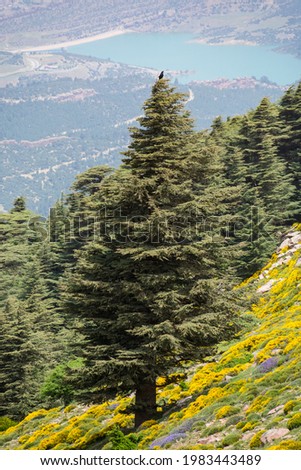 Close-up Vertical shot of Blue Atlas Cedar (Cedrus Atlantica) tree in Chelia National Park in the Aures mountains, Algeria