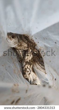 A close-up, vertical shot captures a dead fish, possibly a tilapia, partially visible within a crumpled white plastic bag, showing signs of decay and neglect.