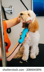 Close-up vertical shot of female groomer cutting obedient curly dog Labradoodle by haircut machine for animals at table in grooming salon. Purebred pet getting haircut with shaving machine.