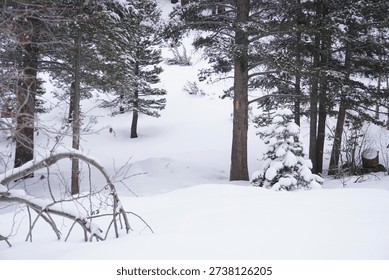 A close-up, vertical shot of a pine tree branch heavily laden with a thick layer of fresh white snow in a wintry forest setting.