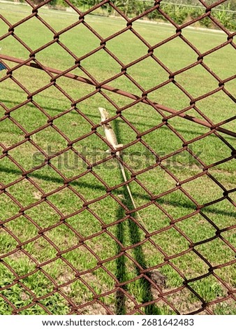 A close-up vertical shot of a small lizard clinging to a rusty chain-link fence, with a green grassy field and its shadow visible in the background.
