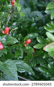 A close-up vertical shot of tiny bright red pomegranate buds or young fruit developing on a branch hidden among dense glossy green leaves.