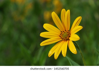 diabetes de helianthus tuberosus topinambur