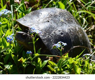 Closeup Of A Very Cute Turtle Sitting In Some Green Grass With Some Tiny Blue Flowers Around Its Face.