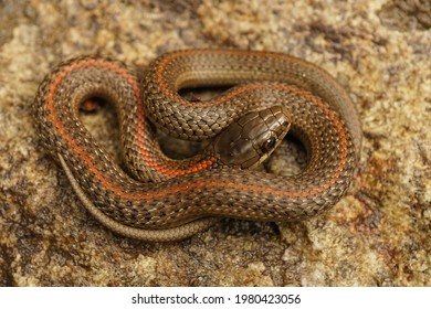 Closeup of a very small juvenile, Northwestern Gartersnake , Thamnophis ordinoides in North California