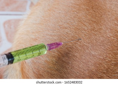 犬 注射 の画像 写真素材 ベクター画像 Shutterstock