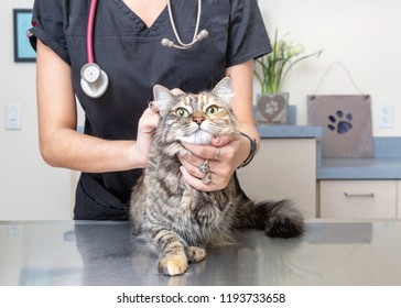 Closeup Of A Vet Tech Holding On To A Cat On An Exam Room Table