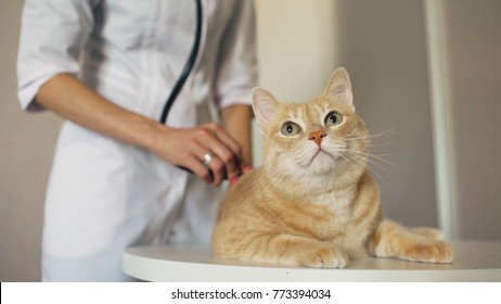 Closeup Of Veterinarian Woman With Stethoscope Examining Cat In Medical Vet Office