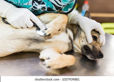 Closeup of veterinary hand consulting an ill dog using a stethoscope while lying on a table 