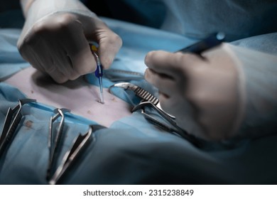 Close-up of a veterinary surgeon sealing the surgical incision with surgical glue. The hands of the surgeon close the surgical wound after the end of the operation. Veterinary surgery concept. - Powered by Shutterstock