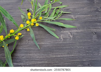 Close-up of vibrant acacia branch with bright yellow flowers on rustic wooden surface - Powered by Shutterstock