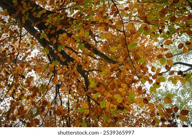 Close-up of vibrant autumn leaves in orange and yellow hues, showcasing the intricate patterns of a tree canopy during the fall season. - Powered by Shutterstock