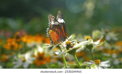 Close-up of vibrant butterfly perched on white flower in lush garden, beauty of nature and intricacies of wildlife in summer meadow. Nature and Wildlife. - Powered by Shutterstock