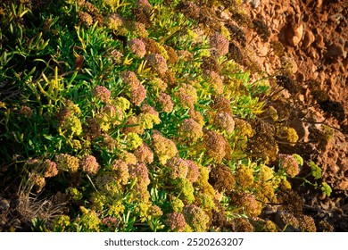 Close-up of vibrant coastal vegetation growing near rocky terrain. - Powered by Shutterstock