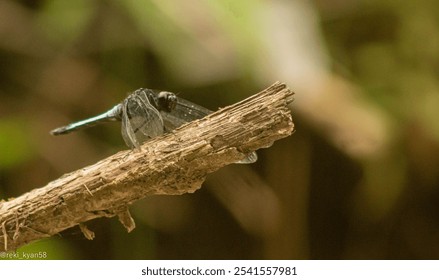 A close-up of a vibrant dragonfly perched atop a slender tree branch - Powered by Shutterstock