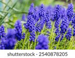 Close-up of vibrant grape hyacinths, showcasing the beauty of muscari armeniacum flowers blooming in a spring garden