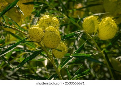 Close-up of vibrant green balloon plant seed pods with leaves in natural sunlight. - Powered by Shutterstock