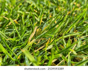 Close-up of vibrant green grass showcasing dew drops. Perfect for nature-themed designs or backgrounds. - Powered by Shutterstock