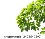 Close-up of vibrant green leaves on a branch set against a plain white background, highlighting the beauty of nature.
